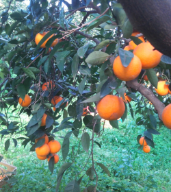 Azienda Agricola Pagano